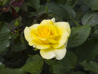 Flower of yellow rose in garden on a bush, close-up, selective focus, shallow DOF