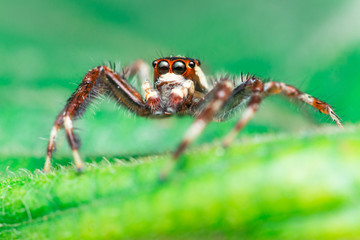Male Two-striped Jumping Spider (Telamonia dimidiata, Salticidae) resting and crawling on a green leaf