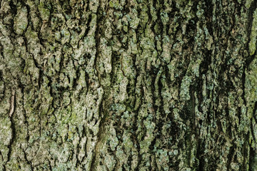 Texture of bark.