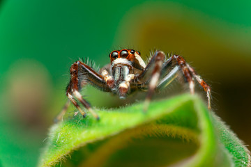 Male Two-striped Jumping Spider (Telamonia dimidiata, Salticidae) resting and crawling on a green leaf