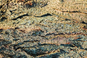 Texture of bark.