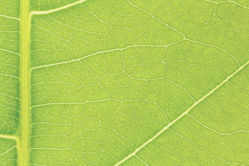 Leaf texture, leaf background for design with copy space for text or image. Leaf motifs that occurs natural.