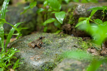 Common frog macro, portrait in its environment. Thailand