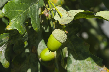 Riping green acorn and leaves on oak, quercus, close-up, selective focus, shallow DOF