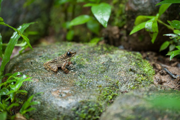Common frog macro, portrait in its environment. Thailand