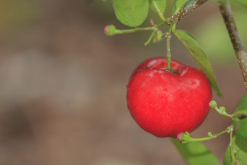 Acerola cherry on tree