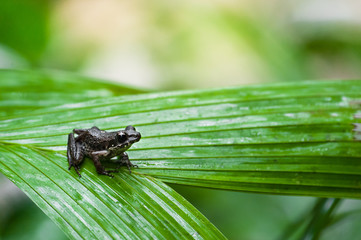 Common frog macro, portrait in its environment. Thailand