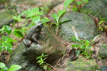 Common frog macro, portrait in its environment. Thailand