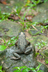 Common frog macro, portrait in its environment. Thailand