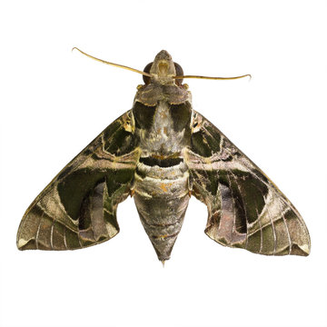 Hawk Moths or Sphinx Moths