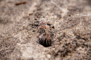 Corp tries to come out from the beach sand