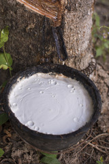Fototapeta premium Trunk rubber Hevea brasiliensis tree, Tapping latex from a rubber tree.