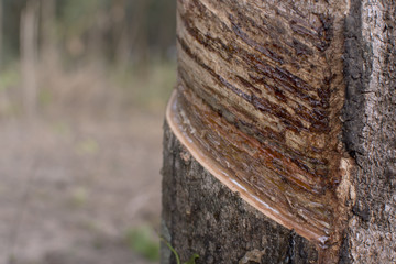 Trunk rubber Hevea brasiliensis tree, Tapping latex from a rubber tree.