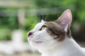 Thai cat looking out