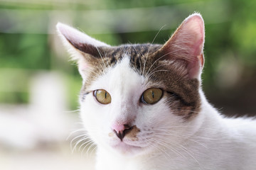 Thai cat looking out