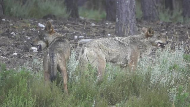 Slow motion of two wolfs eating