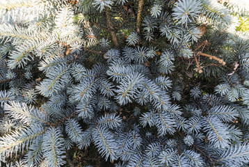 Close up of a fir tree leaves at the sun