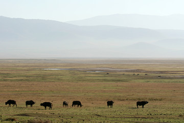 Buffalo - Ngorongoro Crater, Tanzania, Africa