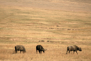 Fototapeta na wymiar Buffalo Herd - Ngorongoro Crater, Tanzania, Africa