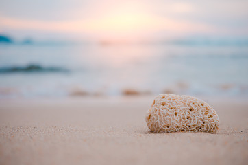 Copy space of dried coral on sand tropical sunset beach.