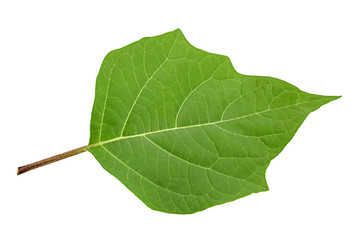 Hindu datura leaf on white