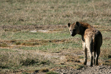 Hyena - Ngorongoro Crater, Tanzania, Africa