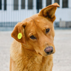 stray dog with clip in the ear, homeless neutered