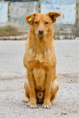 stray dog with clip in the ear, homeless neutered