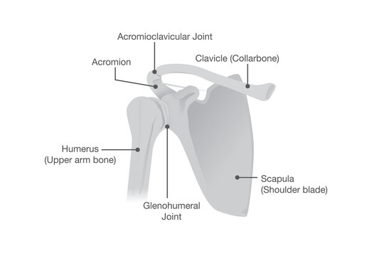 Bone and Joints of the Shoulder Anatomy. Illustration about Health and medical.