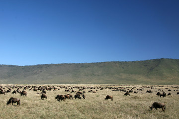 Obraz premium Wildebeest - Ngorongoro Crater, Tanzania, Africa