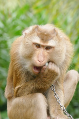 Thai Macaque monkey
