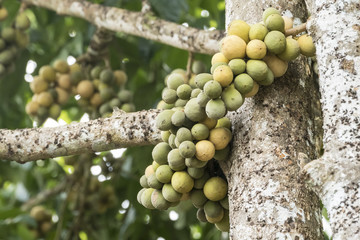 Bunch of long kong fruit