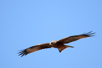 Black Kite - Ngorongoro Crater, Tanzania, Africa