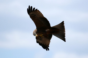 Black Kite - Ngorongoro Crater, Tanzania, Africa