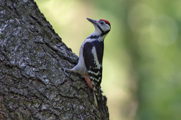 Great spotted woodpecker showing off on a trunk
