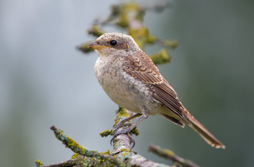 Red-backed shrike posing on a lichen branch