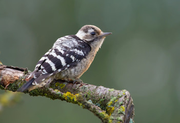 Lesser spotted woodpecker backview