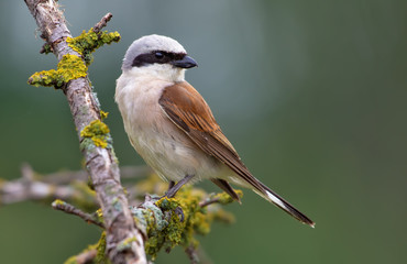 Red-backed Shrike perched on a lichen branch