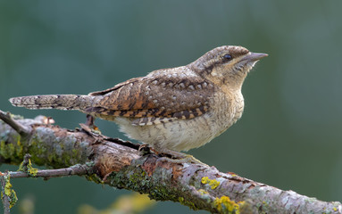 Eurasian wryneck sitting on an old lichen stick