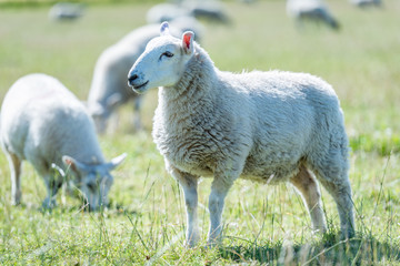 Schafe auf einer Weide in Schottland bei Sonnenschein