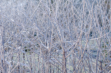 winter background with layers of frozen bare tree branches on a sunny day
