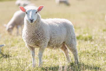 Schafe auf einer Weide in Schottland bei Sonnenschein