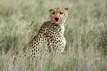 Cheetah - Serengeti, Africa