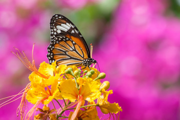 Natural Butterflies and Flowers
