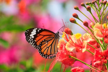 Lichtdoorlatende rolgordijnen Vlinder Natuurlijke vlinders en bloemen