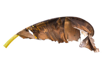 Dry banana leaf isolated on white background.