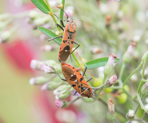 insects are breeding on flower
