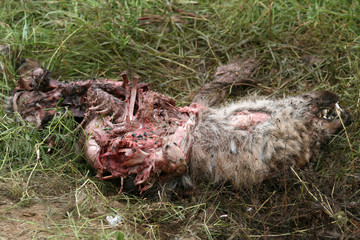 Hyena Head - Serengeti, Tanzania, Africa