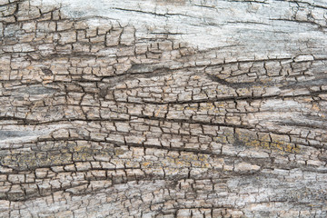 Texture of old wood background