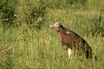 Vulture - Serengeti, Tanzania, Africa